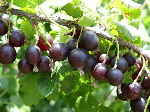 Крыжовник Сириус