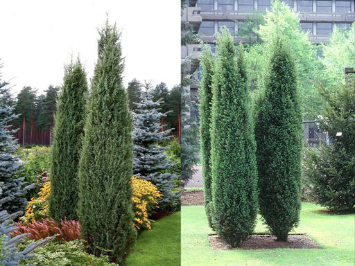 Можжевельник обыкновенный Хиберника - Долина роз фото 3