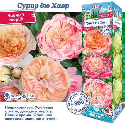 Роза Сурир дю Хавр (Чайно-гибридная) 1шт