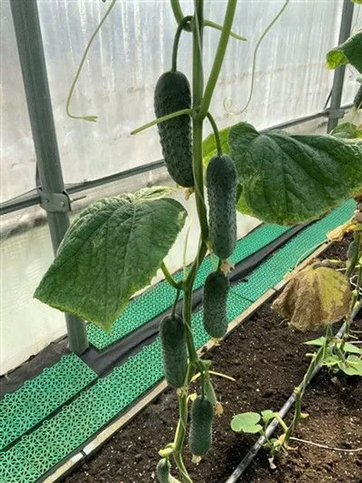 Огурец Мадрилене F1 5шт. (Семко)