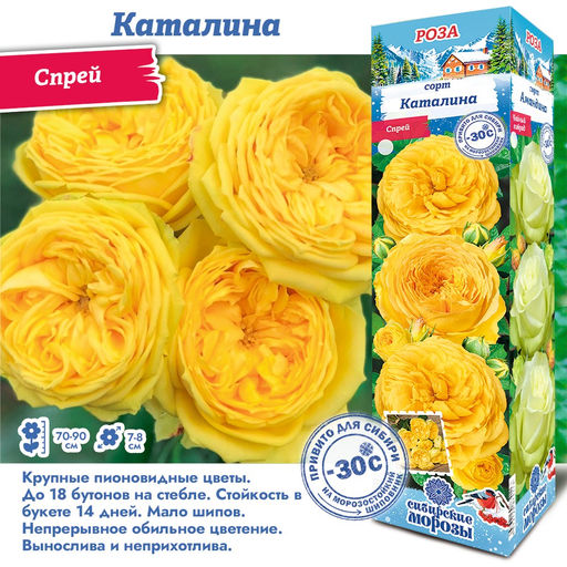 Роза Каталина (Спрей) 1шт