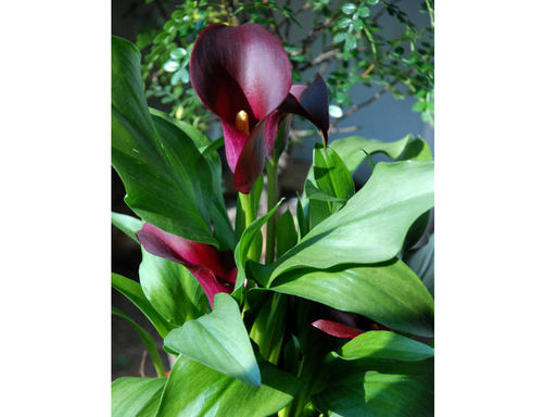 Калла Odessa (Одесса) - Долина роз фото 4