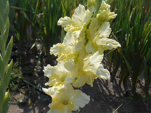 Гладиолус Алисия 5 шт - Долина роз фото 4