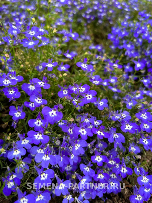Лобелия каскадная Ривьера Блу Ай - Партнер фото 3