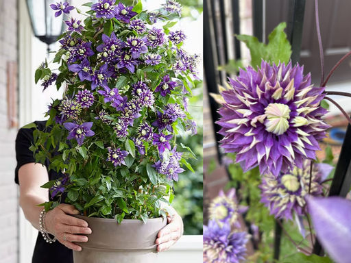 Клематис Тайга - Долина роз фото 4