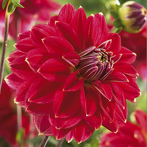 ГЕОРГИНА Мистер Оптимист Разбор I Кол-во упак., шт 1