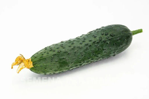 Огурец партенокарпический Гуннар - Партнер фото 5