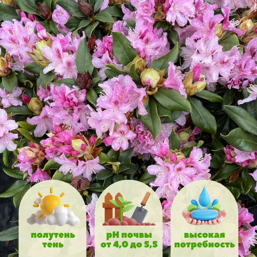 Рододендрон Чир