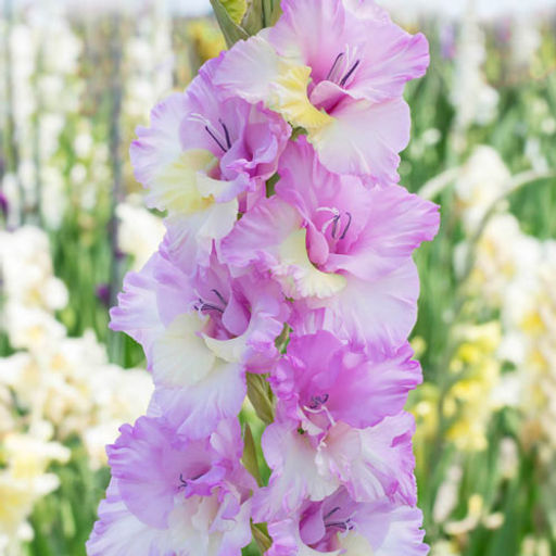 ГЛАДИОЛУС Маджента Принцесс Разбор 10/12 Кол-во упак., шт 8