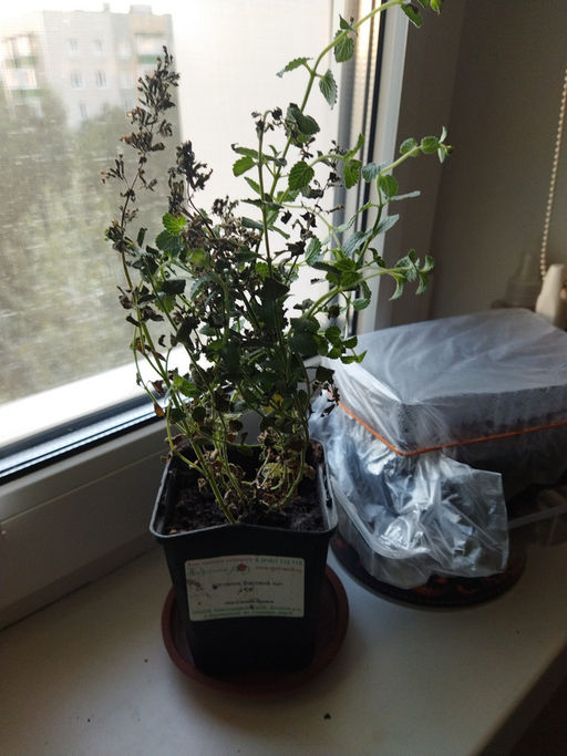 Котовник Фассена Кит Кэт