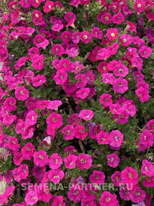 Петуния Ма Шери Фиона полуампельная глубокий розовый - Партнер фото 7