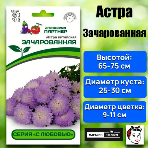 Астра китайская Зачарованная - Партнер фото 2