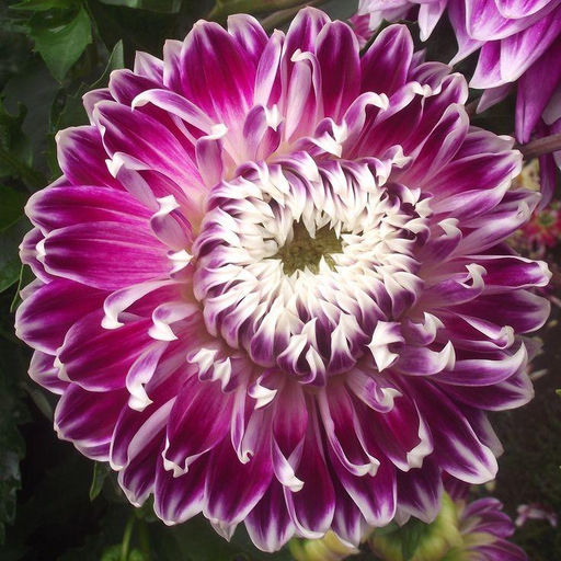 ГЕОРГИНА Ванкувер Разбор I Кол-во упак., шт 1