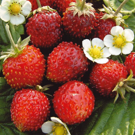 Земляника Александрия