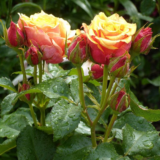 R541 ЧЕРРИ БРЕНДИ