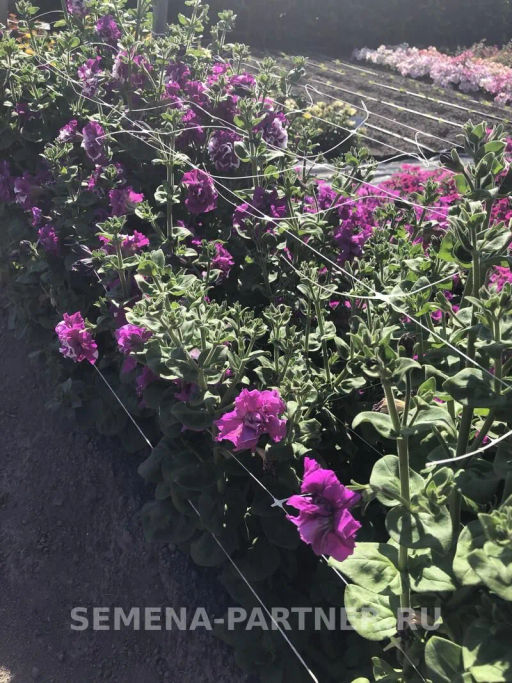 Петуния махровая срезочная Аллегра - Партнер фото 4