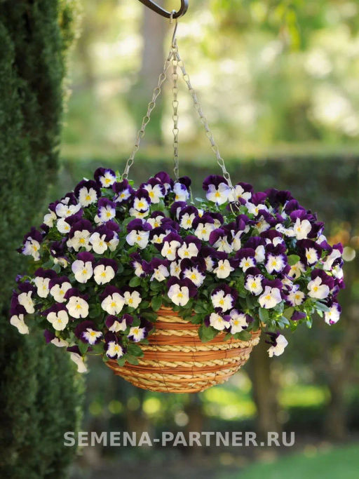 Виола ампельная Кул Вэйв Вайлет Винг - Партнер фото 6