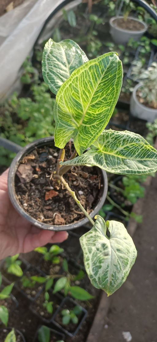 Сингониум Золотая Венеция, горшок D10 - 1000корней фото 2