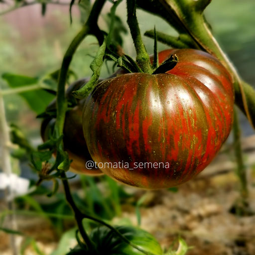 Большой полосатый кабан - Tomatia фото 3