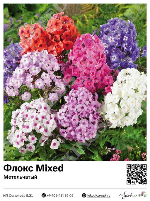 Флокс Mixed (Метельчатый)