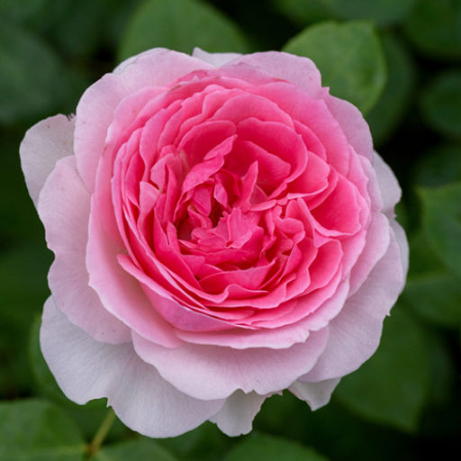 R158 ДЖЕХИМ ДЮ БЕЛЛЕ