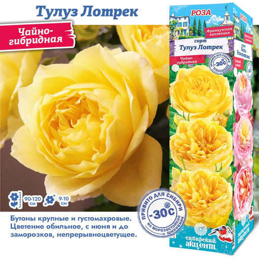 Роза Тулуз Лотрек (Чайно-гибридная) 1шт