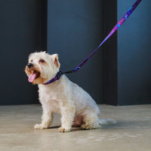 Набор MY SPACE, застёжка - фастекс, поводок 2 м и ошейник 28-46 см - Пушистое счастье фото 2