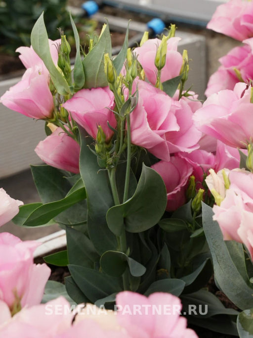 Эустома карликовая розовая Мисс Майли - Партнер фото 8