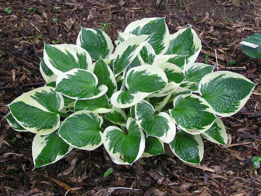 Хоста Minuteman (Минитмэн) - Долина роз фото 3