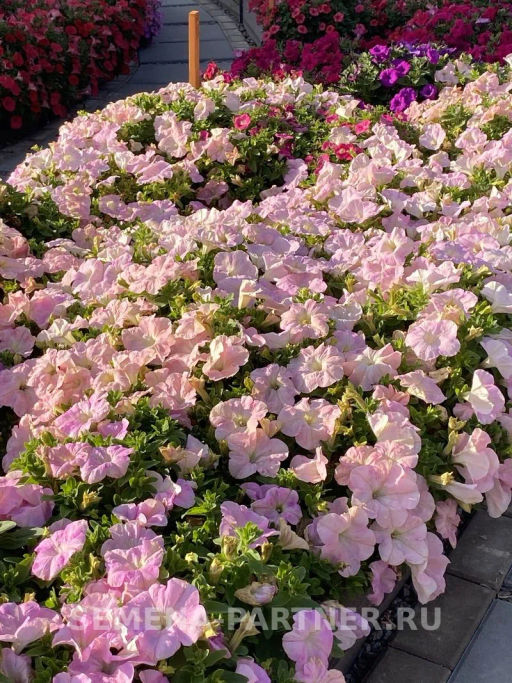 Петуния Супремо Ванесса полуампельная нежно-розовая - Партнер фото 7