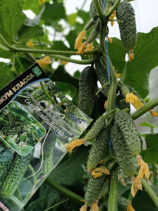 Огурец САМО СОВЕРШЕНСТВО F1 Уникальный! - Уральский дачник фото 3