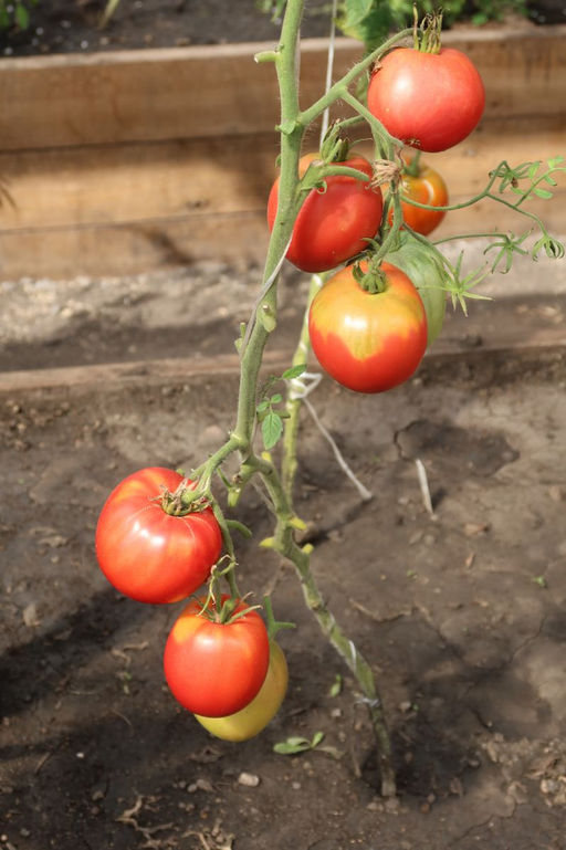 Томат ВЕЛЬМОЖА Вне всякой конкуренции - богатырь в малиновом кафтане! Мякоть как по волшебству сочетает лучшие качества - сказочно вкусная! - Уральский дачник фото 3