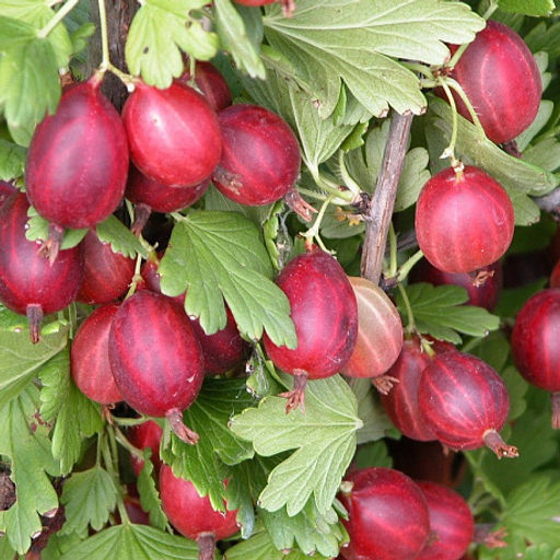 Крыжовник Финик 1 год