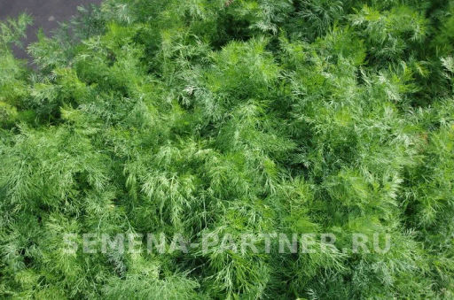 Укроп Мораван - Партнер фото 2