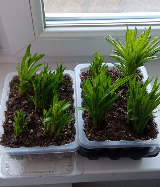 Лиатрис микс (Liatris Mix) 10шт