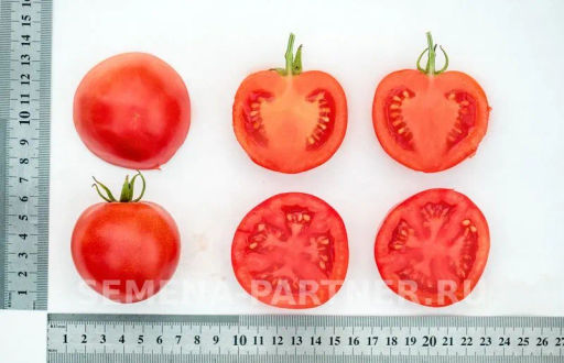 Томат Лимеренс - Партнер фото 5