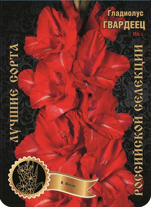 Гладиолус Гвардеец (В-15-30) 555,Фотин 2 р-р 7шт (Ф)