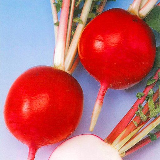 Японский Розовый Акадайкон — Ивакуни Ямагучи — 岩国赤大根 — Akadaikon Iwakuni Yamaguchi