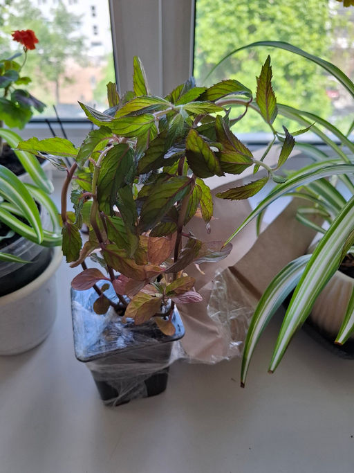 Мята Шведский лимон