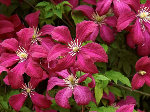 Клематис Мадам Джулия Корревон - Долина роз фото 8