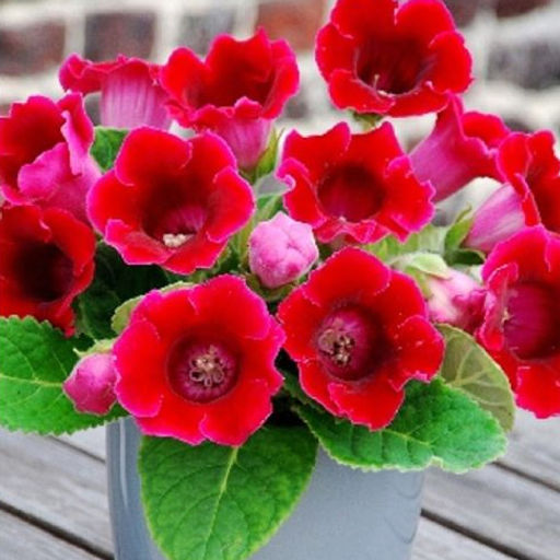 ГЛОКСИНИЯ Корина Разбор 5/6 Кол-во упак., шт 2