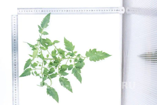 Томат Марселон - Партнер фото 5