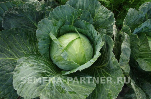 Капуста белокочанная среднепоздняя Агрессор - Партнер фото 2
