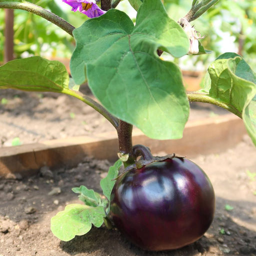 Баклажан ГЕНЕРАЛЬСКИЙ  Крупный плод, идеальный для фаршировки и запекания целиком! Очень вкусно и полезно! - Уральский дачник фото 2