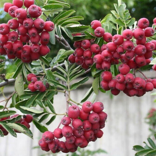 Рябина Титан сладкоплодная (саженец с этикеткой) 1шт