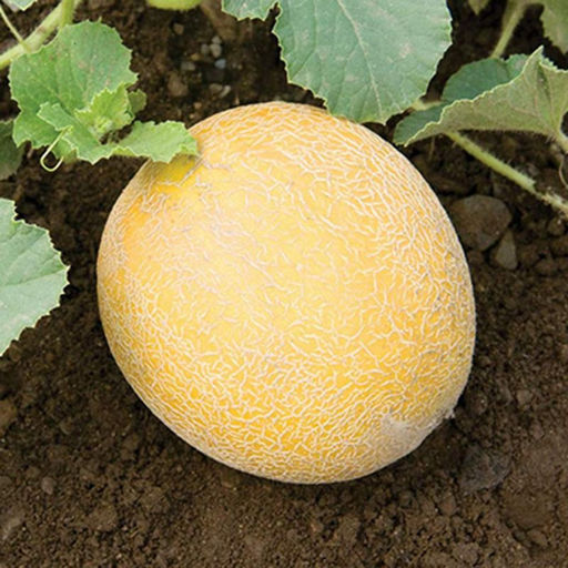 5016D Дыня Идиллия 5шт