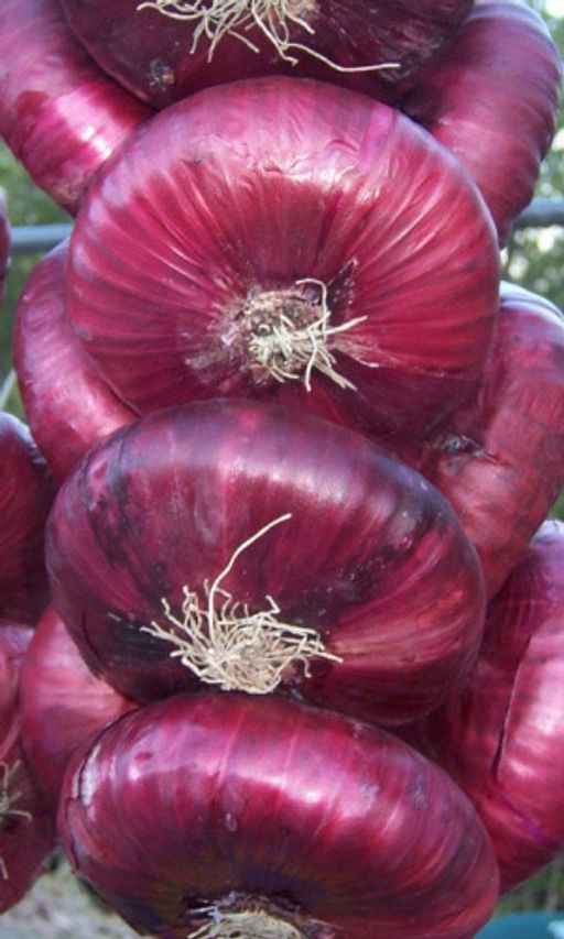 Лук репчатый ДАНИЛОВСКИЙ 301