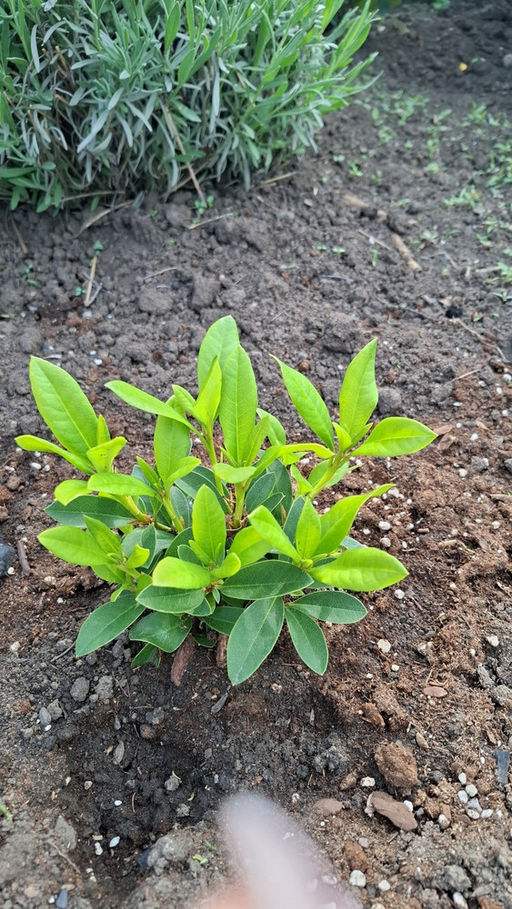 Рододендрон Каннингемс Уайт