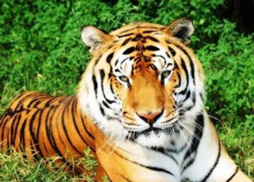 Алмазная мозаика на подрамнике 40х50 Тигр / GA70046 /уп 30/