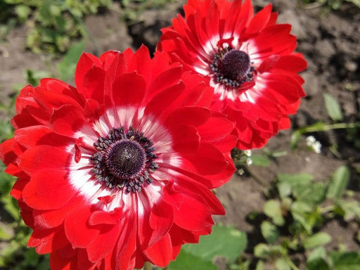 Анемона The Governor (Говернор) 10шт - Долина роз фото 3